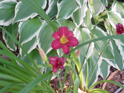 Daylily magenta